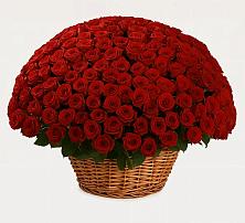 Премиум букет из: Розы #REPLACE_PRED# Куркино